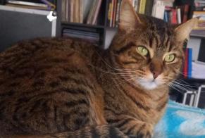 Disappearance alert Cat  Male , 5 years Hasparren France