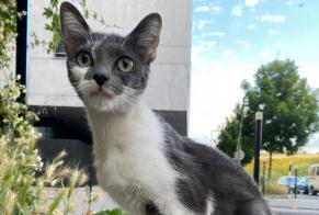 Discovery alert Cat Female Cenon France