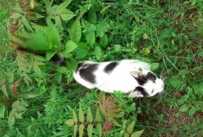 Discovery alert Cat Female Blaye France