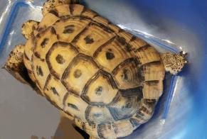 Disappearance alert Tortoise Male , 2024 years Amboise France
