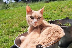 Disappearance alert Cat Male , 17 years Saint-Priest France