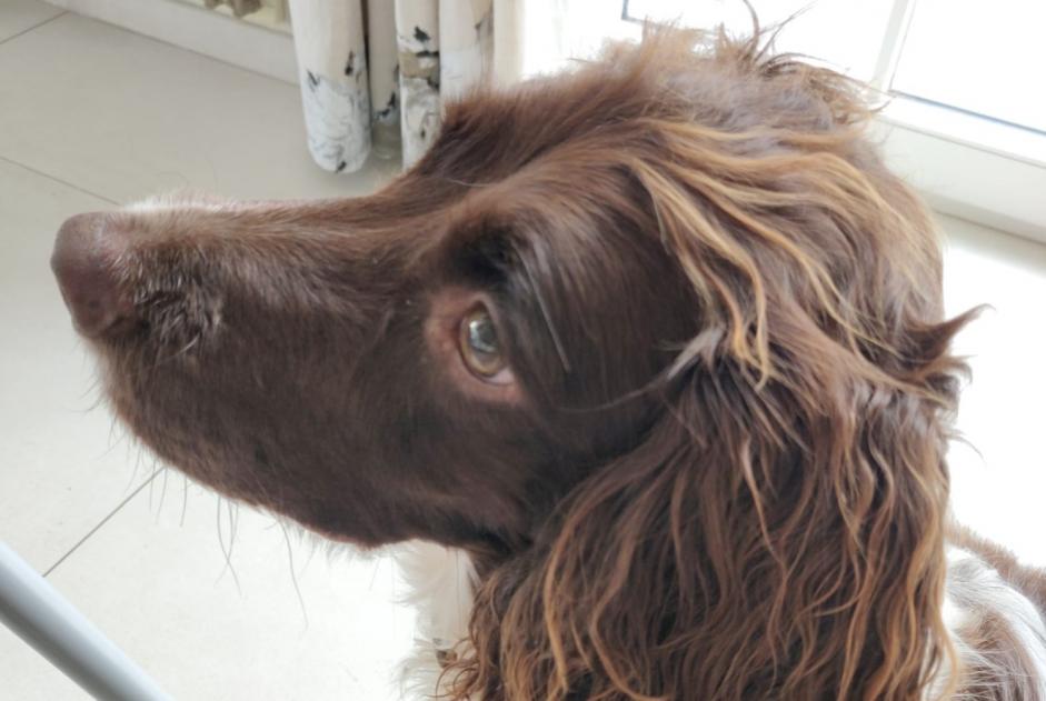 Disappearance alert Dog  Female , 7 years Crans-Montana Switzerland