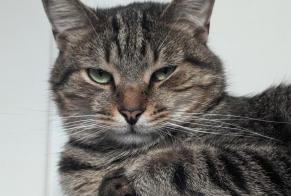 Disappearance alert Cat miscegenation Male , 4 years DO Germany