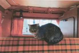 Disappearance alert Cat  Female , 23 years Wusterwitz Germany