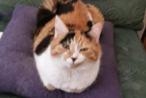 Disappearance alert Cat  Female , 8 years Caluire-et-Cuire France