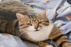 Disappearance alert Cat Male , 5 years Saint-Cézaire-sur-Siagne France