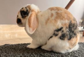 Disappearance alert Rabbit Male , 2024 years Mettmann Germany