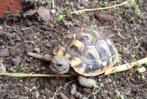 Disappearance alert Tortoise Female , 2024 years Bizanos France