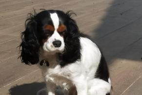 Disappearance alert Dog  Female , 7 years Vénissieux France