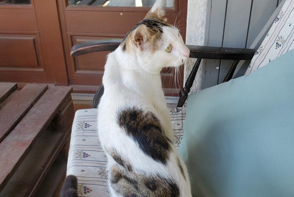 Discovery alert Cat miscegenation Male Villeneuve-Tolosane France