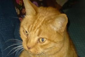 Disappearance alert Cat miscegenation Male , 15 years Besançon France