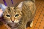 Disappearance alert Cat Female , 11 years Maisons-Alfort France