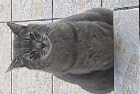 Disappearance alert Cat miscegenation Male , 44 years Jazeneuil France