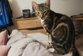 Disappearance alert Cat Male , 1 years Montreuil France