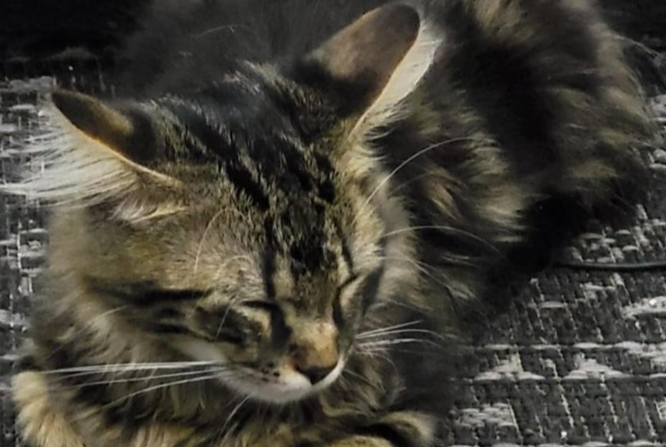 Disappearance alert Cat Male , 0 years Le Blanc-Mesnil France