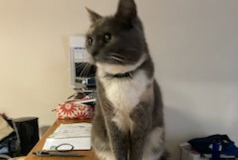 Disappearance alert Cat Female , 3 years Pontchâteau France