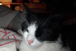 Disappearance alert Cat  Male , 1 years Ludon-Médoc France