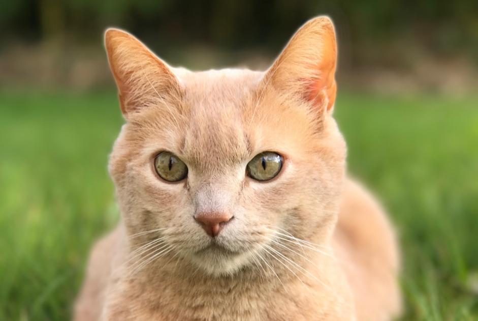 Disappearance alert Cat Male , 13 years Saint-André-des-Eaux France