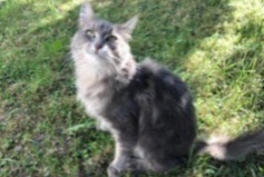 Disappearance alert Cat miscegenation Female , 7 years Montreux Switzerland