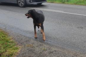 Discovery alert Dog  Male Lavau-sur-Loire France