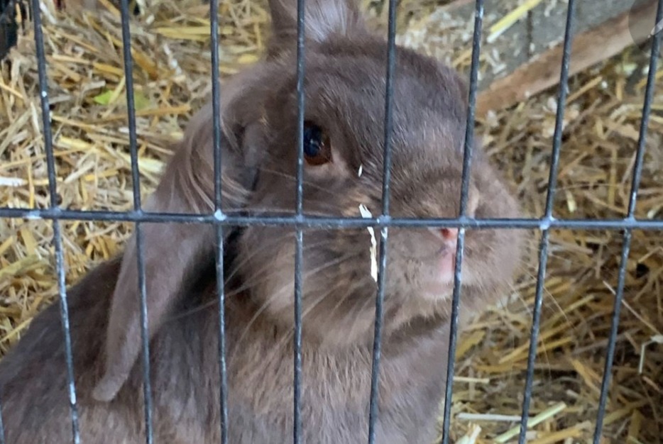 Disappearance alert Rabbit Male , 2024 years Confignon Switzerland