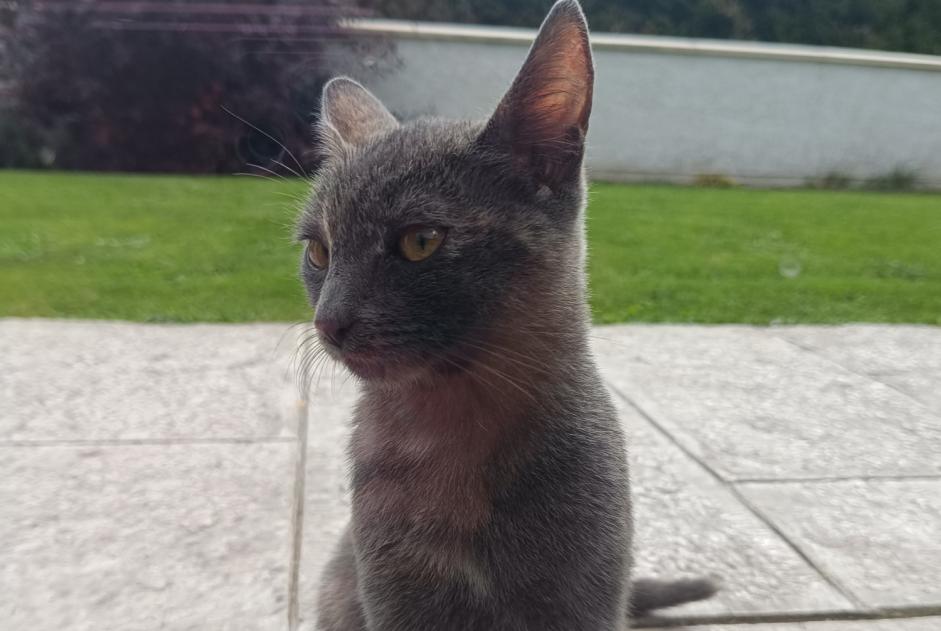 Discovery alert Cat Unknown Saint-Antoine France