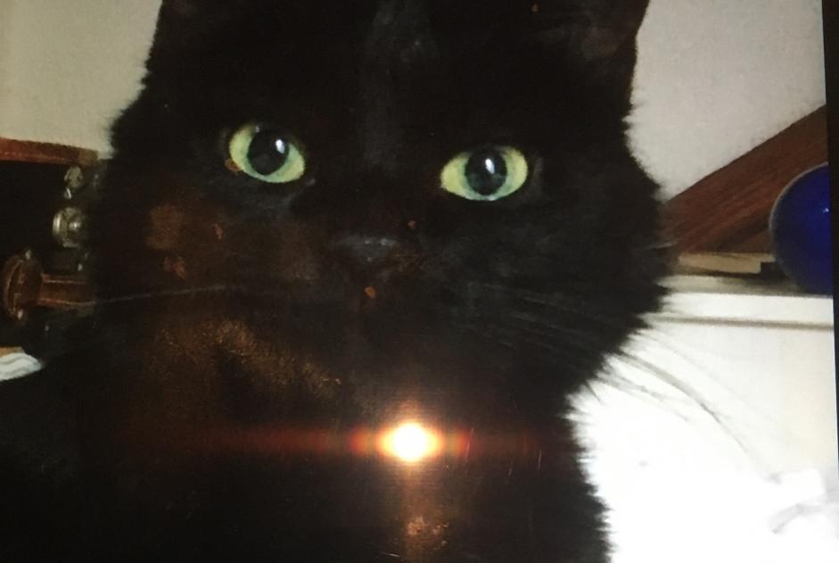 Disappearance alert Cat Female , 16 years Territet Switzerland