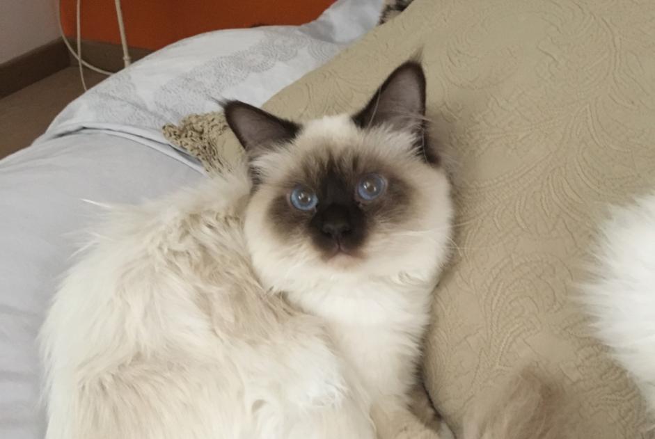 Disappearance alert Cat  Male , 8 years Veyrier Switzerland