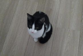 Discovery alert Cat Female Etterbeek Belgium