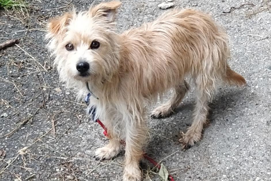 Discovery alert Dog Female Les Belleville France