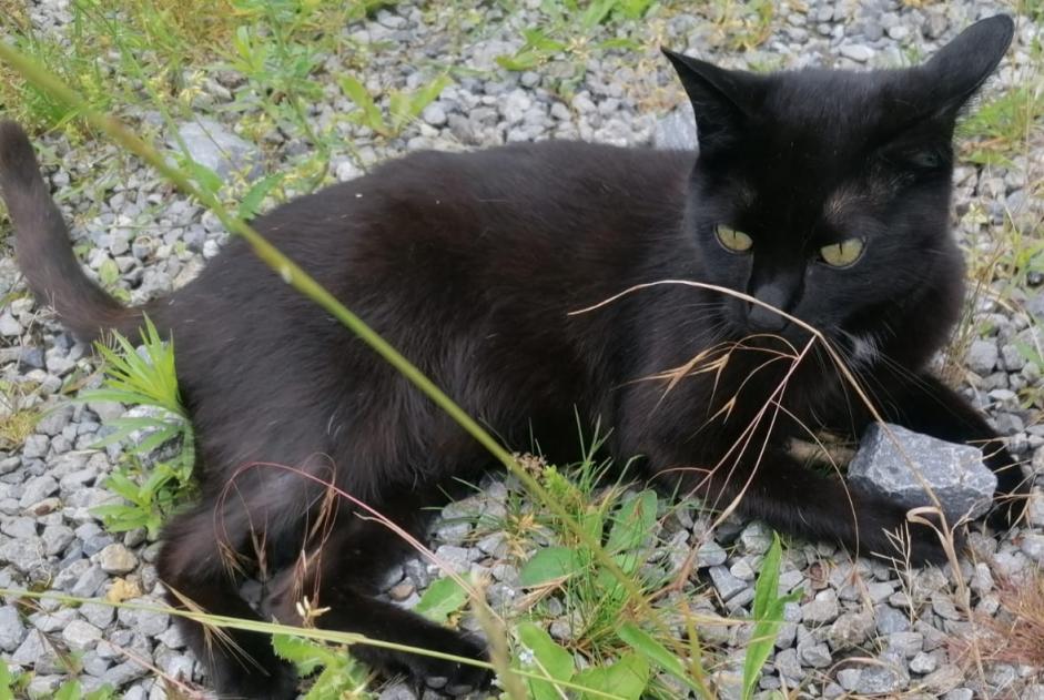 Disappearance alert Cat Female , 7 years Wavre Belgium