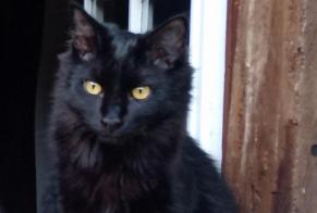 Disappearance alert Cat Male , 3 years Ygos-Saint-Saturnin France