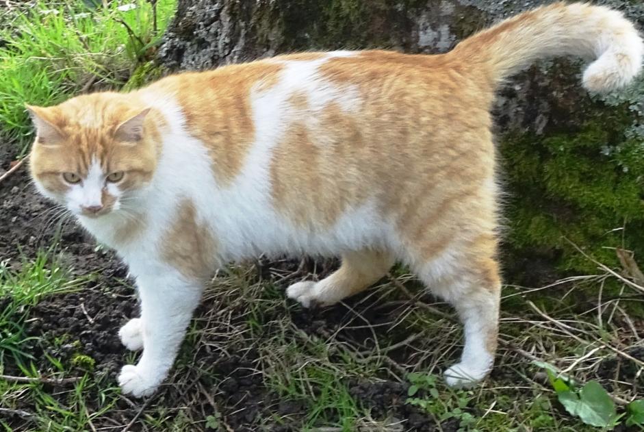 Disappearance alert Cat  Male , 4 years Saint-Priest-la-Marche France