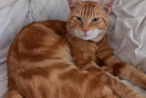 Discovery alert Cat Male Dijon France