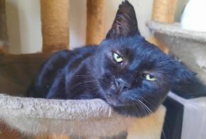 Disappearance alert Cat Male , 7 years Agnetz France