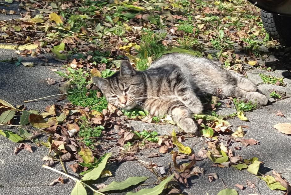 Discovery alert Cat Male , Between 1 and 3 months Fribourg Switzerland