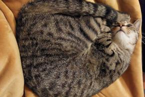 Disappearance alert Cat  Male , 2 years Clermont-Ferrand France