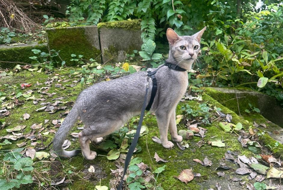 Disappearance alert Cat  Male , 3 years Idar-Oberstein Germany