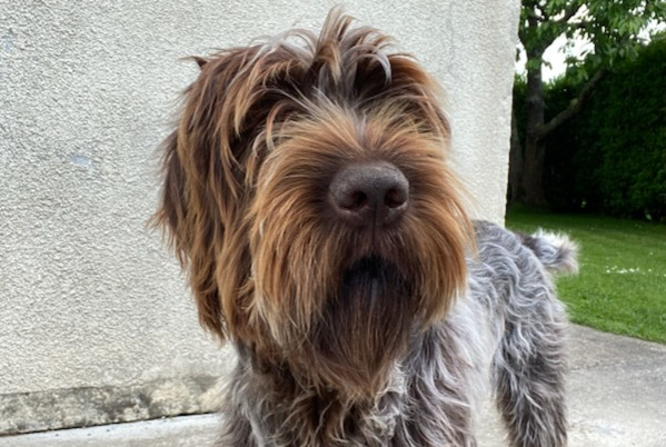 Disappearance alert Dog  Male , 1 years Saint-Paul-du-Vernay France