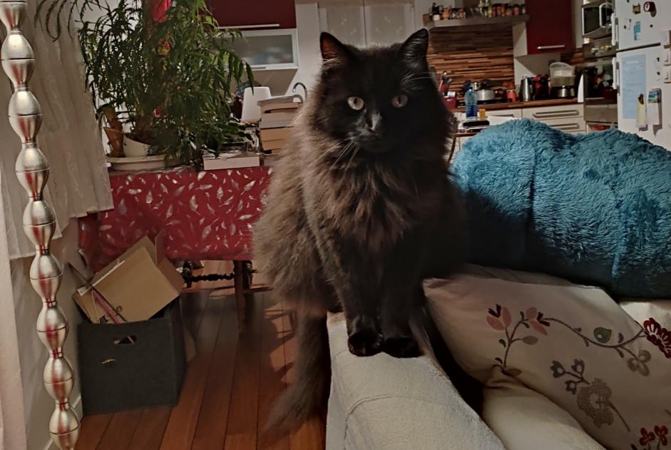 Disappearance alert Cat miscegenation Male , 5 years Fourchambault France