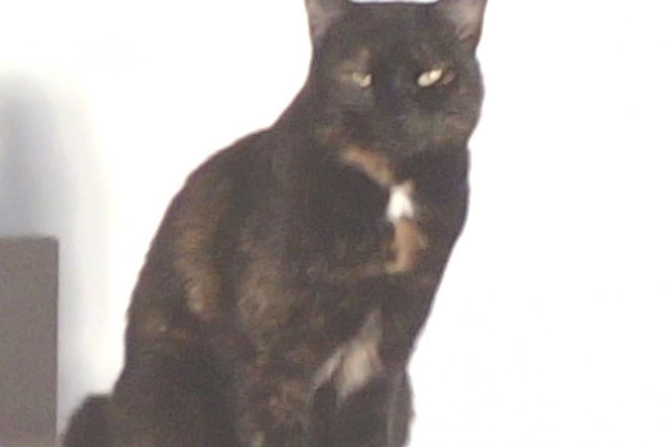 Disappearance alert Cat miscegenation Female , 4 years Sauzet France