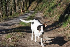 Disappearance alert Dog miscegenation Male , 8 years Pampelonne France