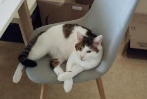 Disappearance alert Cat  Male , 1 years Blainville-sur-Orne France