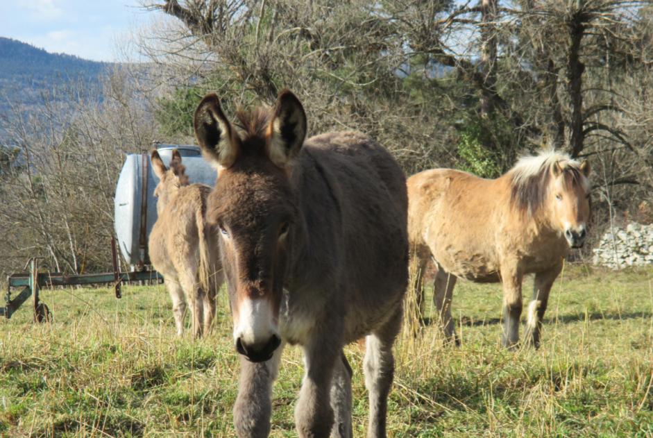 Disappearance alert Horse Male , 2025 years Retournac France