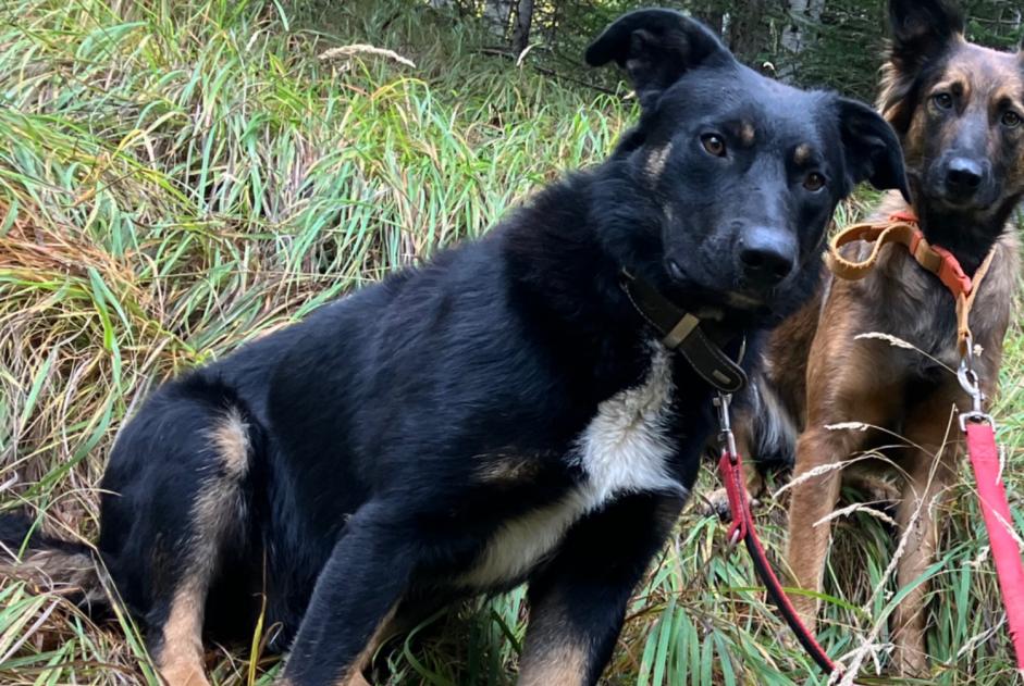 Disappearance alert Dog miscegenation Male , 2 years Châteauroux-les-Alpes France