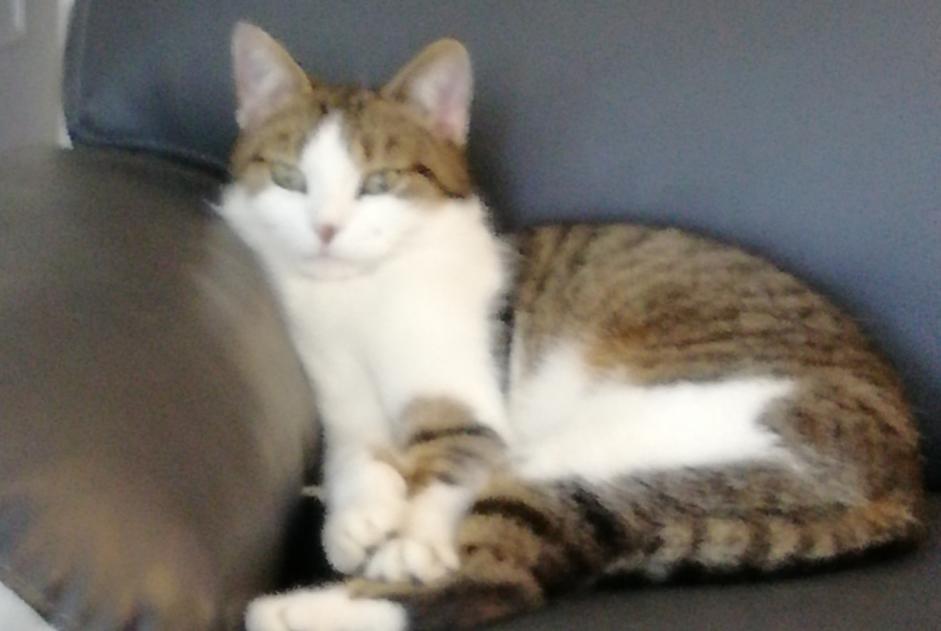 Disappearance alert Cat Female , 9 years Chartres France