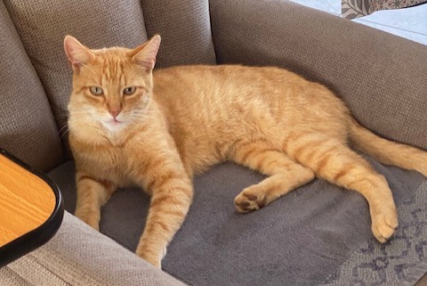 Disappearance alert Cat  Male , 5 years Tergnier France