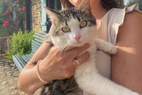 Disappearance alert Cat Male , 3 years Ploubazlanec France