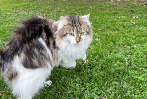 Discovery alert Cat  Female Caluire-et-Cuire France