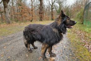 Disappearance alert Dog  Male , 6 years Poncins France